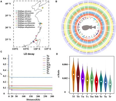 Genome-Scale Phylogenetic and Population Genetic Studies Provide Insight Into Introgression and Adaptive Evolution of Takifugu Species in East Asia